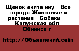 Щенок акита ину - Все города Животные и растения » Собаки   . Калужская обл.,Обнинск г.